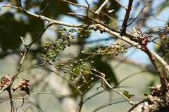 Smilax ovalifolia
